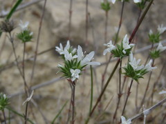 Arenaria aggregata