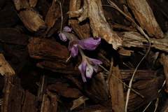 Colchicum cupanii