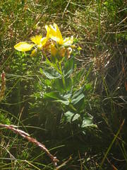 Hypericum richeri burseri
