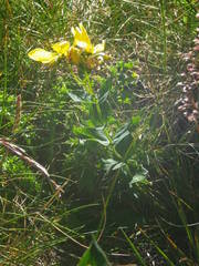 Hypericum richeri burseri