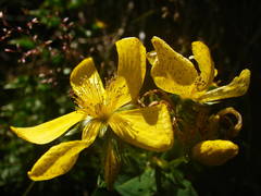 Hypericum richeri burseri