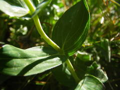 Hypericum richeri burseri