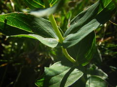 Hypericum richeri burseri