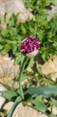 Allium aschersonianum