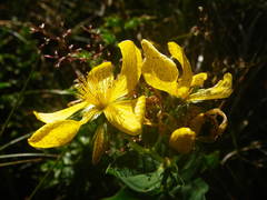Hypericum richeri burseri