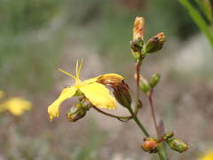 Hypericum linariifolium