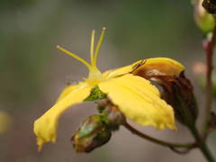 Hypericum linariifolium