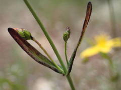 Hypericum linariifolium