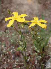 Hypericum linariifolium