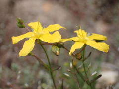 Hypericum linariifolium