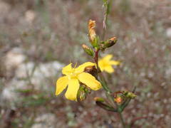Hypericum linariifolium