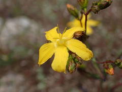 Hypericum linariifolium