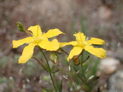 Hypericum linariifolium