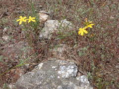 Hypericum linariifolium