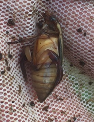 Cybister lateralimarginalis