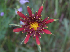 Tragopogon crocifolius