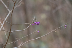 Callicarpa mollis
