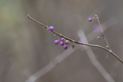 Callicarpa mollis