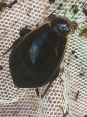 Cybister lateralimarginalis