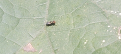 Physiphora alceae