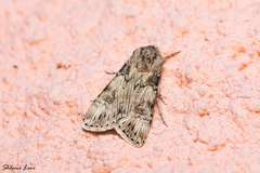 Agrotis herzogi