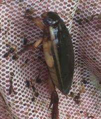 Cybister lateralimarginalis