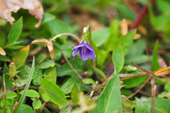 Viola inconspicua