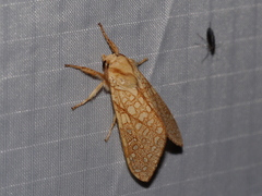 Lophocampa mixta