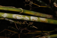 Erysiphe heraclei