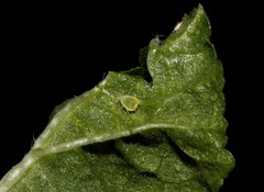 Aphis umbrella