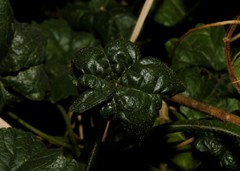 Aphis umbrella