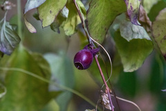 Codonopsis javanica japonica