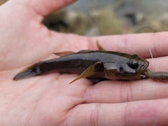 Eleotris acanthopomus