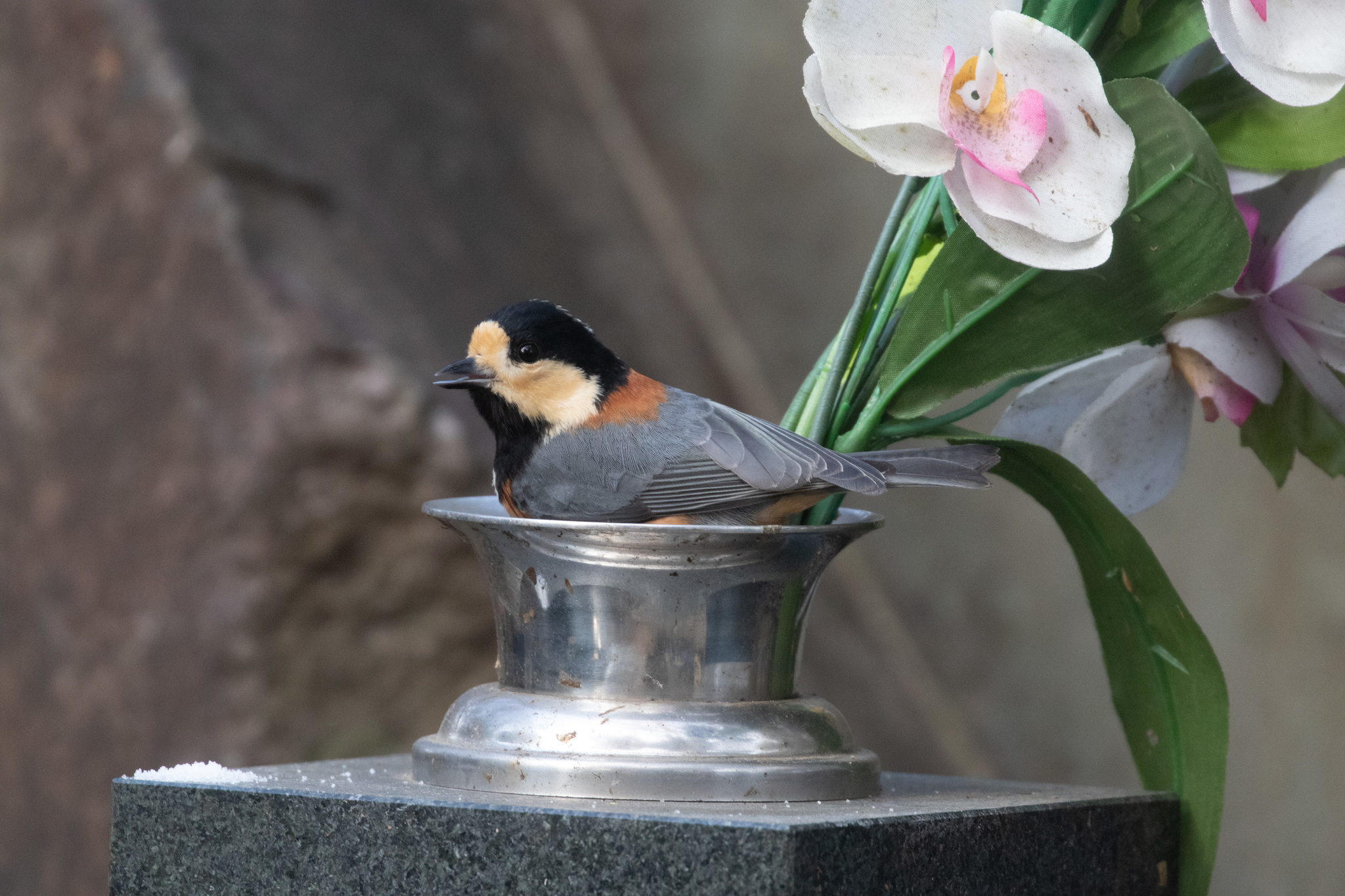 Varied Tit illustration