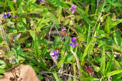 Viola inconspicua