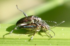 Donacia marginata