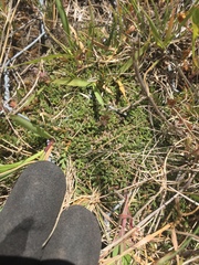 Coprosma atropurpurea