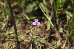 Murdannia spirata