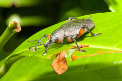Otiorhynchus cardiniger