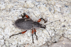 Otiorhynchus cardiniger