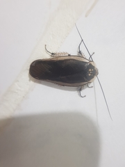 Gynopeltis cryptospila