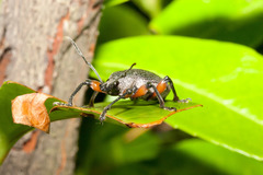 Otiorhynchus cardiniger