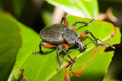 Otiorhynchus cardiniger