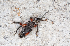 Otiorhynchus cardiniger