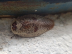 Gyna caffrorum