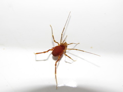 Pachyloides thorellii