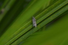 Strepsicrates ejectana