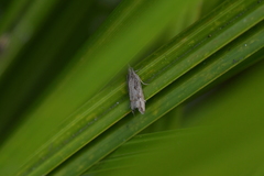 Strepsicrates ejectana