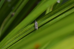 Strepsicrates ejectana