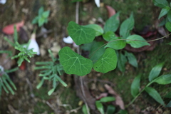 Stephania cephalantha